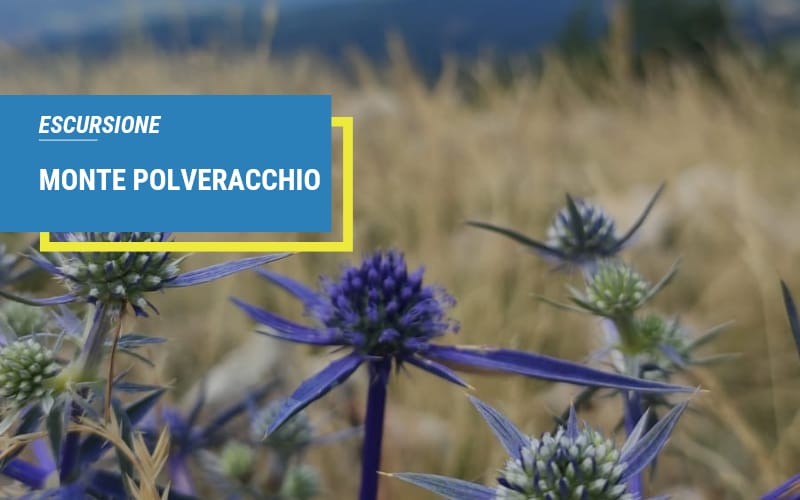 ESCURSIONE MONTE POLVERACCHIO ACERNO (SA) Trekking Giornalieri